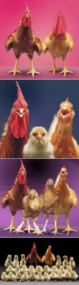 《全家福》杨振中